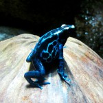 Poison Dart Frog