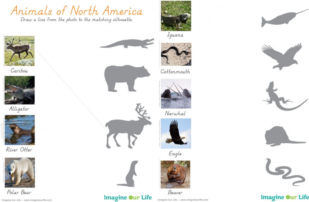 Animals of North America for the Montessori Wall Map & Quietbook with Printables