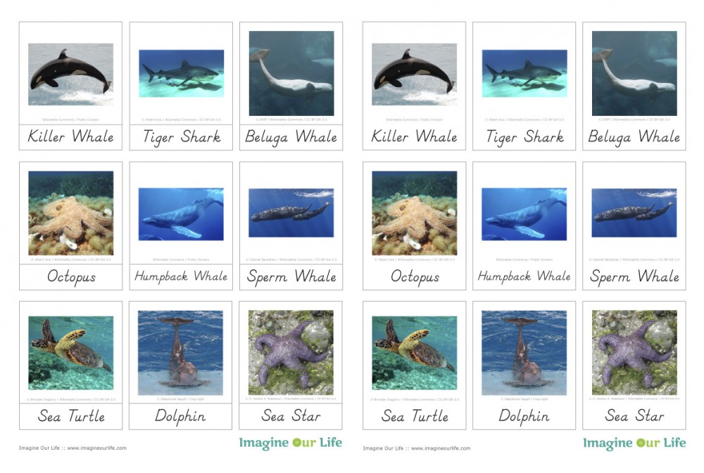 Montessori Ocean Animals 3-Part Cards