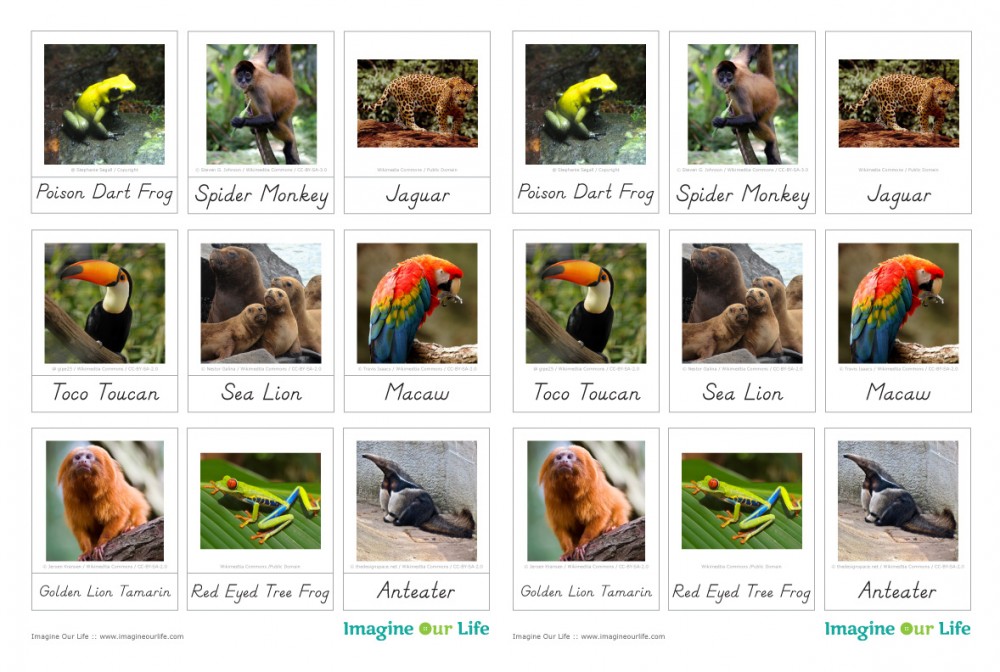 Animals of South America for the Montessori Wall Map & Quietbook with Printables