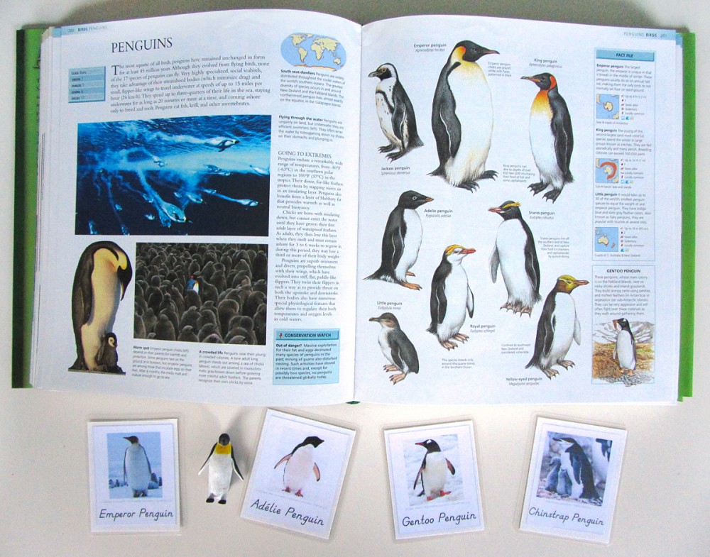 Animals of Antarctica for the Montessori Wall Map & Quietbook with Printables