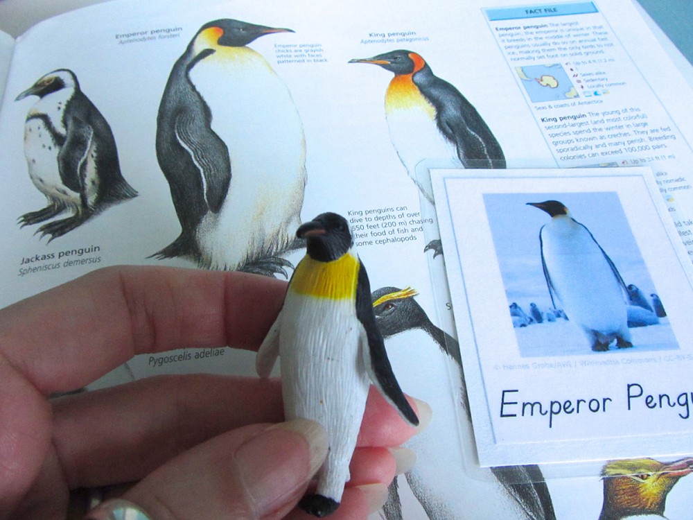 Animals of Antarctica for the Montessori Wall Map & Quietbook with Printables