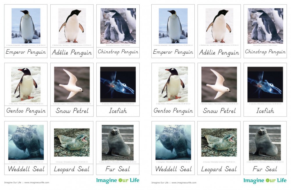 Animals of Antarctica for the Montessori Wall Map & Quietbook with Printables