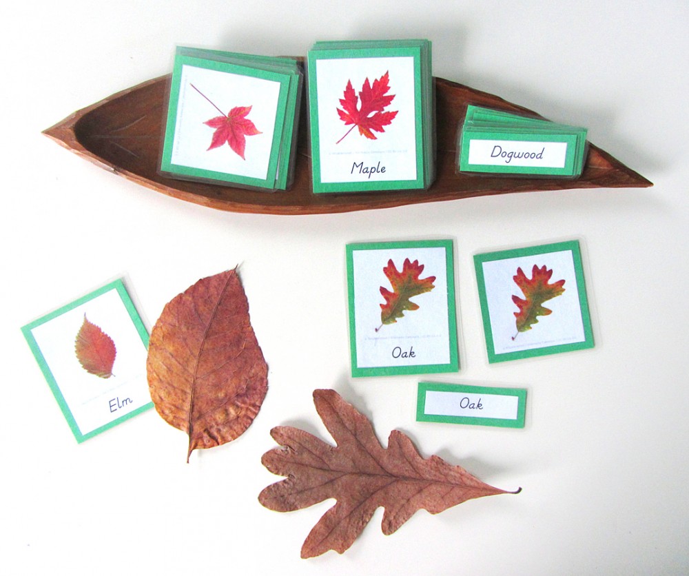 Autumn Leaves 3-Part Cards